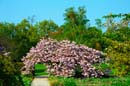 HDR-Berggarten-20110422-cMahramzadeh-11555_65_75-Japanische-Zierkirsche