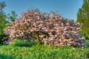 HDR-Berggarten-20110422-cMahramzadeh-11900_05_10_15_20-Japanische-Zierkirsche