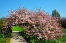HDR-Berggarten-Japanische-Zierkirsche-20110420-cMahramzadeh-06175_80_85_90_95