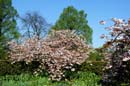 HDR-Berggarten-Japanische-Zierkirsche-20110420-cMahramzadeh-06280_85_90