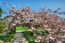 HDR-Berggarten-Japanische-Zierkirsche-20110420-cMahramzadeh-06330_35_40_45_50