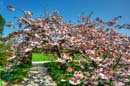 HDR-Berggarten-Japanische-Zierkirsche-20110420-cMahramzadeh-06380_385_390_395_400