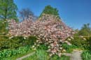 HDR-Berggarten-Japanische-Zierkirsche-20110420-cMahramzadeh-06430_35_40_45_50