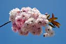 LDR-Berggarten-20110422-cMahramzadeh-11270-Zierkirschen-Bluete