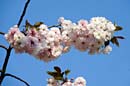 LDR-Berggarten-20110422-cMahramzadeh-11760-Zierkirschen-Bluete