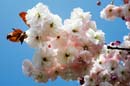 LDR-Berggarten-Japanische-Zierkirschenbluete-20110420-cMahramzadeh-06505