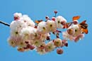 LDR-Berggarten-Japanische-Zierkirschenbluete-20110420-cMahramzadeh-06585-180g
