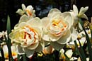 LDR-Berggarten-Japanische-Zierkirschenbluete-20110420-cMahramzadeh-07280