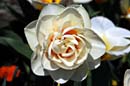 LDR-Berggarten-Japanische-Zierkirschenbluete-20110420-cMahramzadeh-07505-cut
