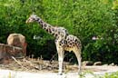 Zoo-20110422-cMahramzadeh-08985_90_95-Giraffe