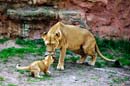 Zoo-20110422-cMahramzadeh-09405-Loewin