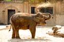 Zoo-20110422-cMahramzadeh-10720-Elefant