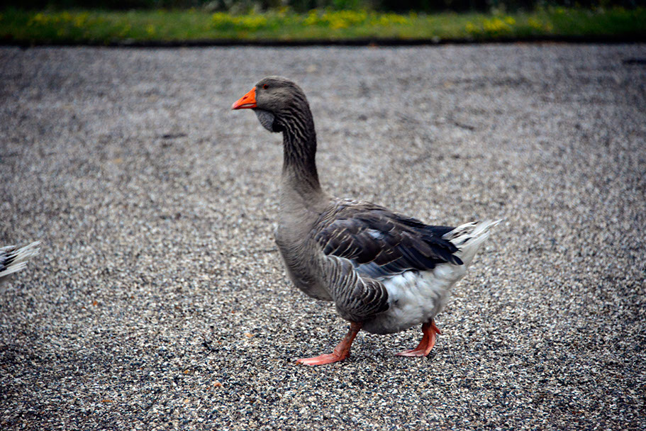 KF-38400-120710-cMahramzadeh