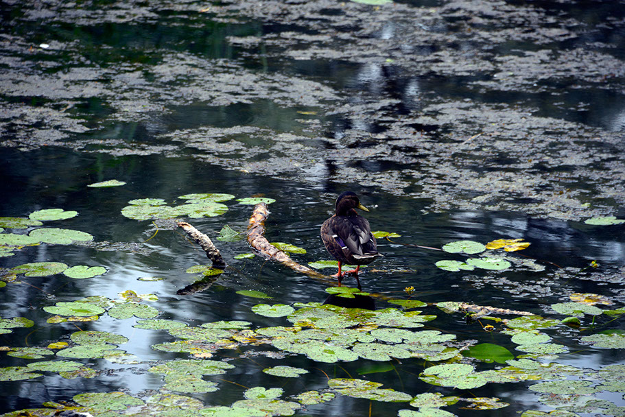 KF-34925-120710-cMahramzadeh