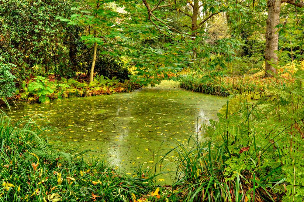 HDR-Berggarten-13730-_35-_40-Moor