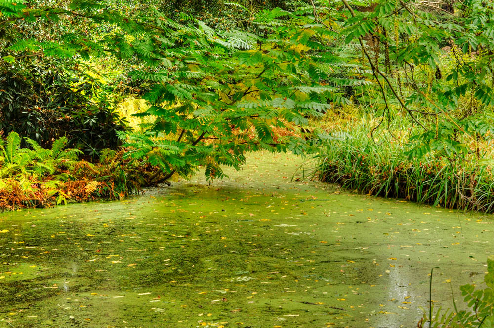 HDR-Berggarten-13835-_40-_45-Gruetze