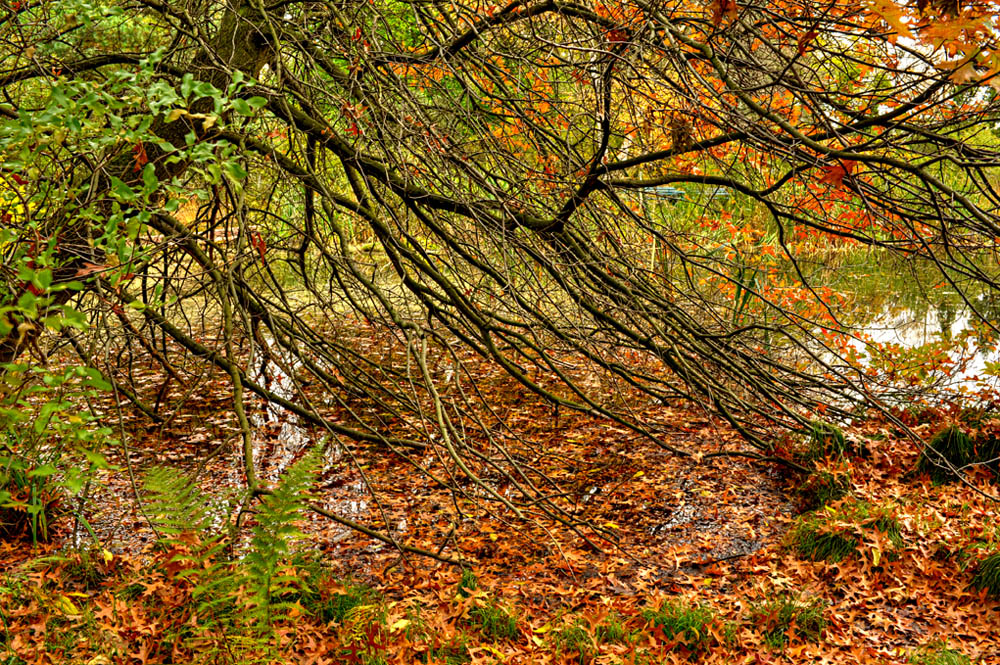 HDR-Berggarten-13975-_80-_85-_90-_95-Moor-Baum