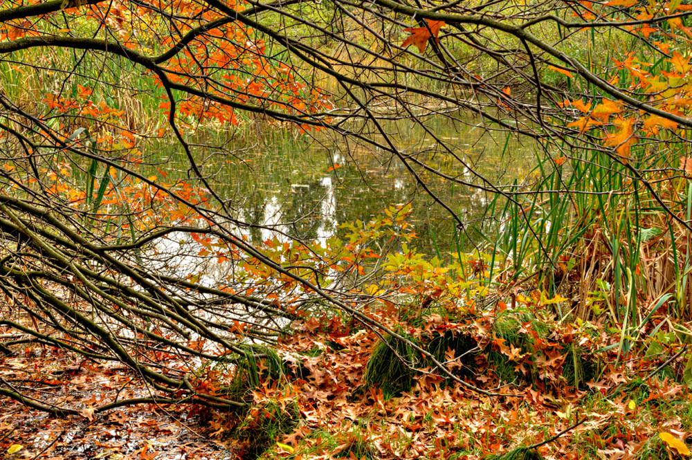 HDR-Berggarten-14015-_20-_25-Moor-Baum