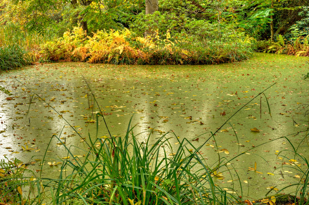 HDR-Berggarten-14085-_090-_095-_100-_105-Moor