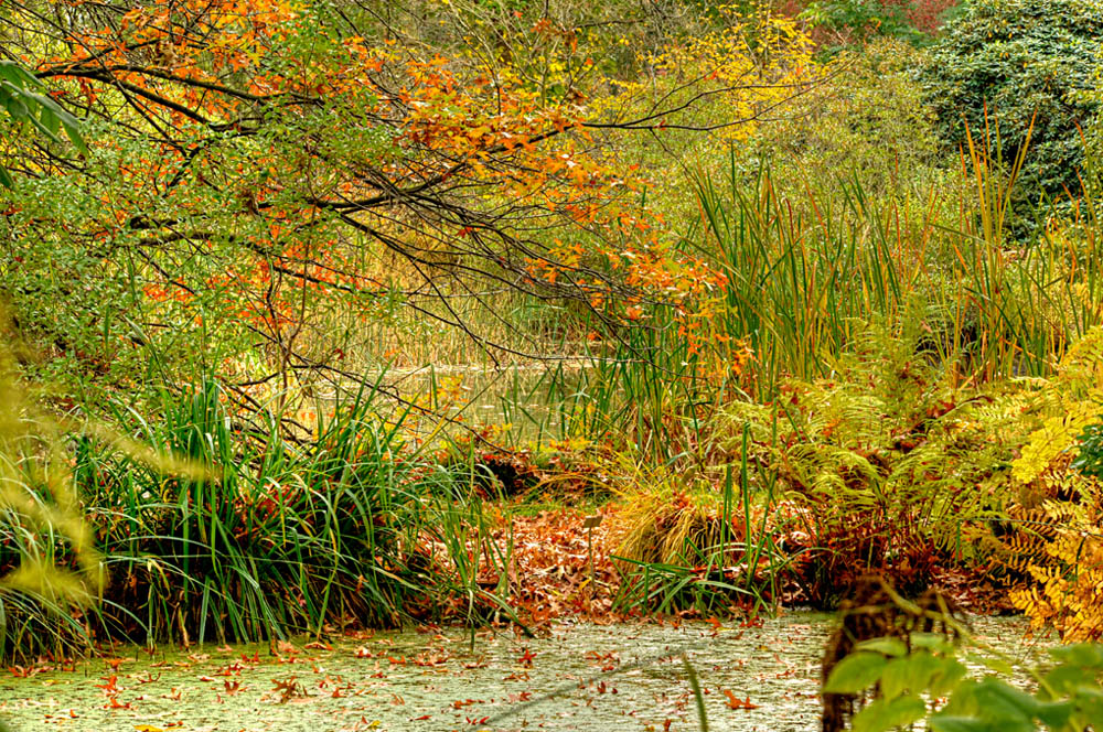 HDR-Berggarten-14210-_15-_20-Moor