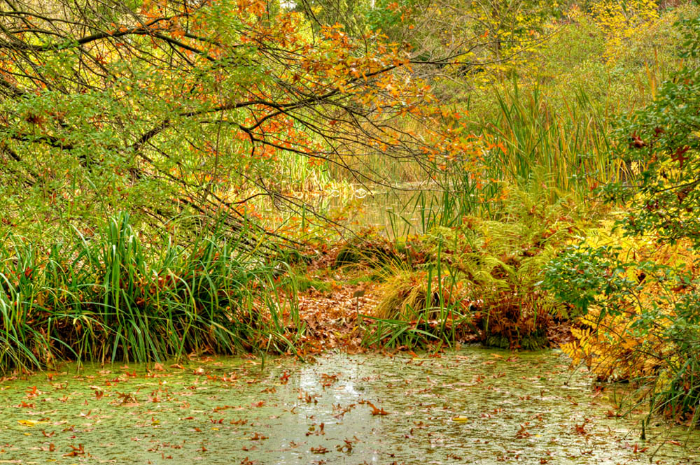 HDR-Berggarten-14285-_90-_95-Moor