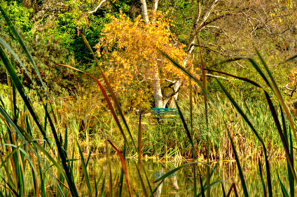 HDR-Berggarten-14345-_50-_55-Moor-Bank