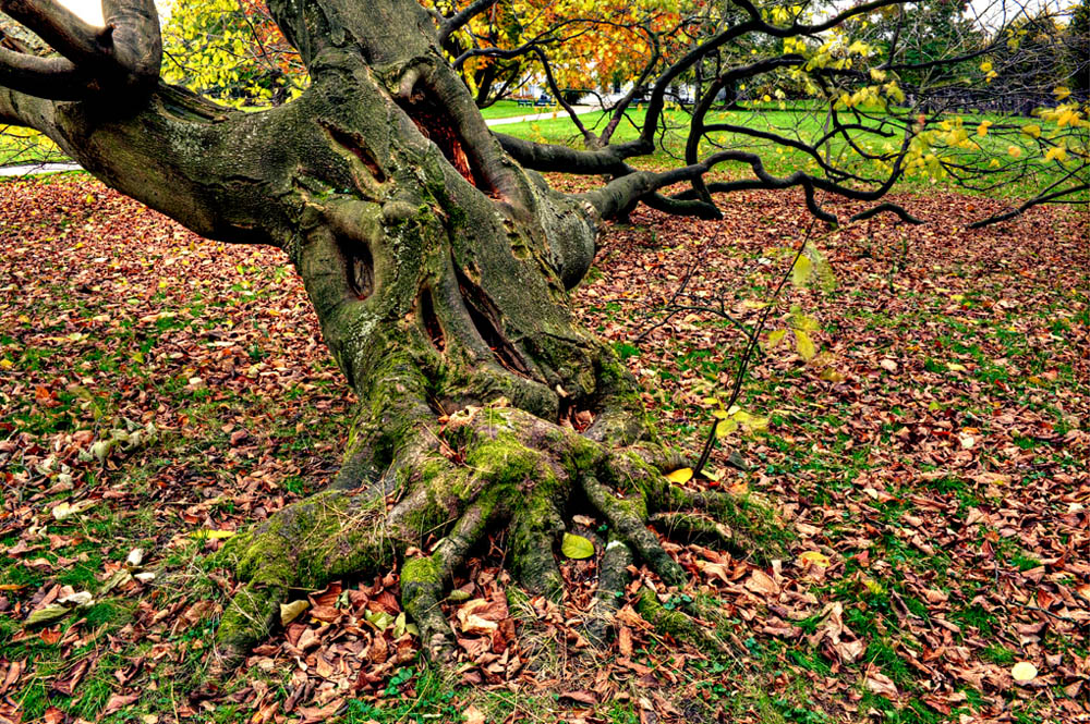HDR-Berggarten-14615-_20-_25-Baum