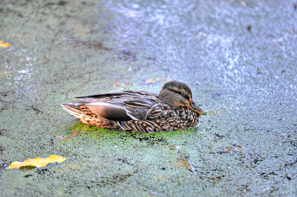 HDR-Berggarten-5980-_85-_90-Ente-5x-org