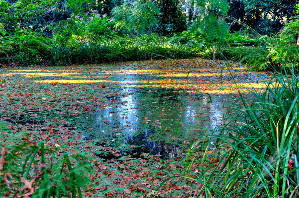 HDR-Berggarten-6355-_60-_65-_70-_75-Moor