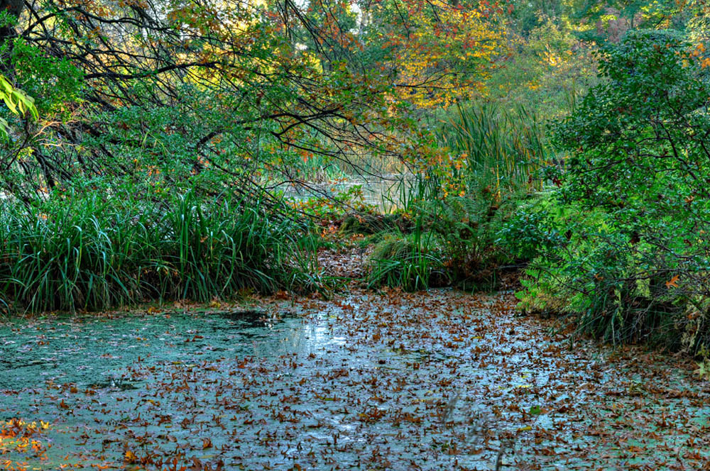 HDR-Berggarten-6630-_35-_40-_45-_50-Moor