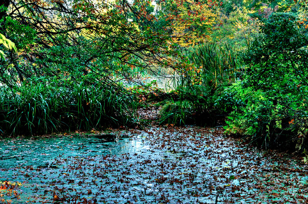 HDR-Berggarten-6655-_60-_65-_70-_75-Moor