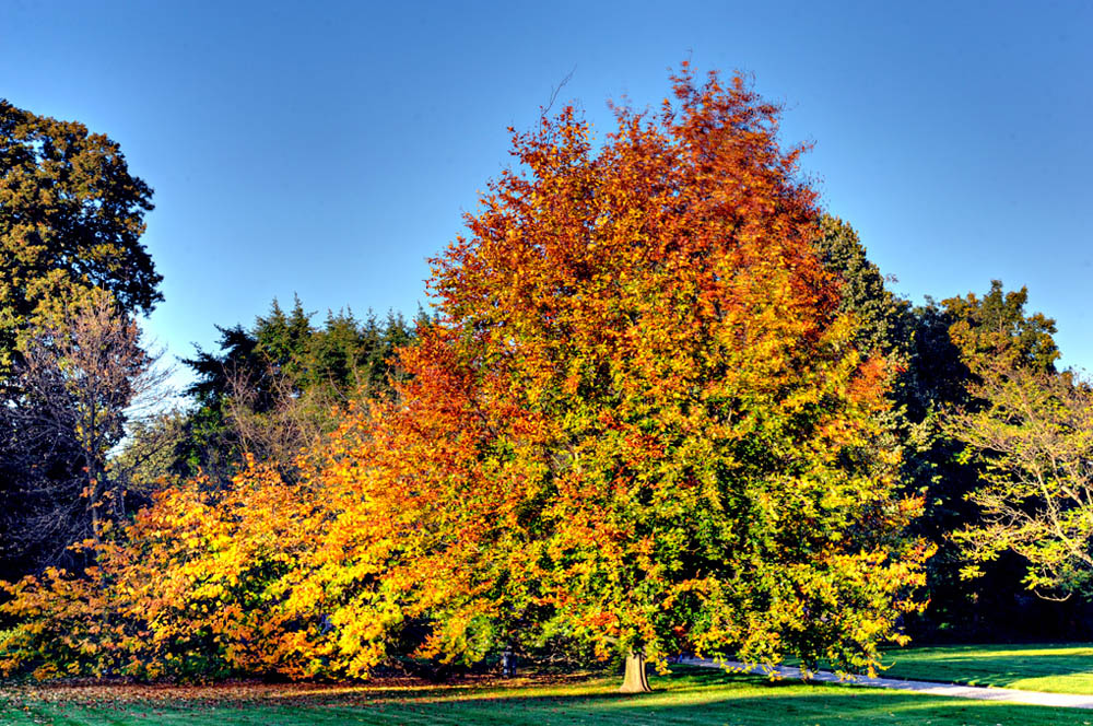 HDR-Berggarten-6730-_35-_40-_45-_50-Baum