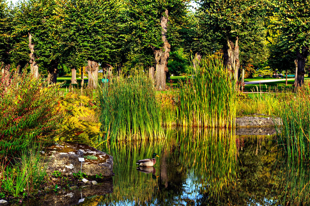 HDR-Berggarten-6778-Ente