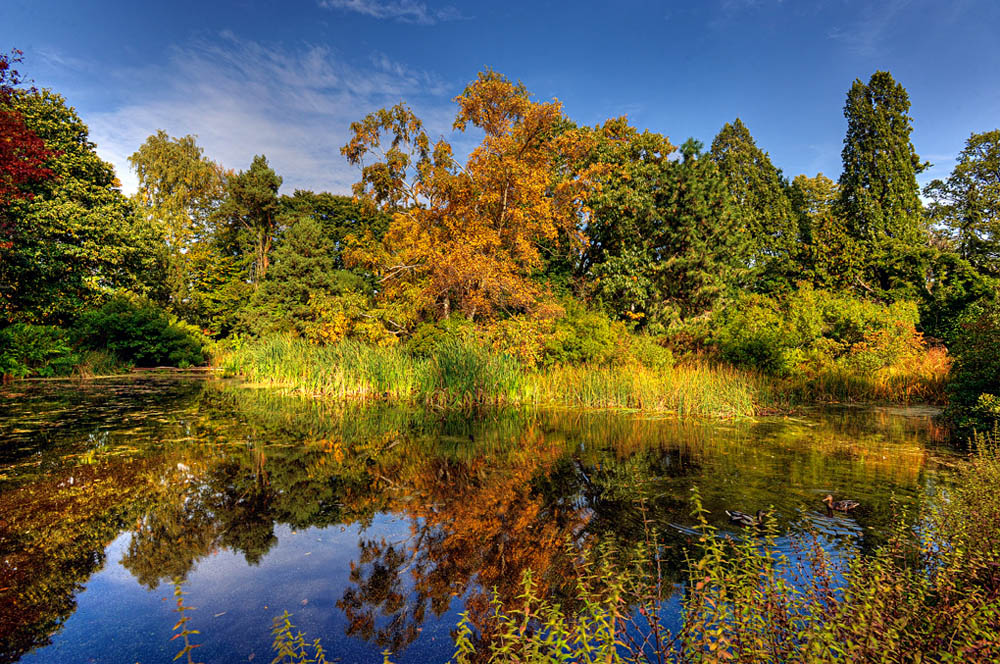 HDR-Berggarten-8207_08_09_10_11-Moor