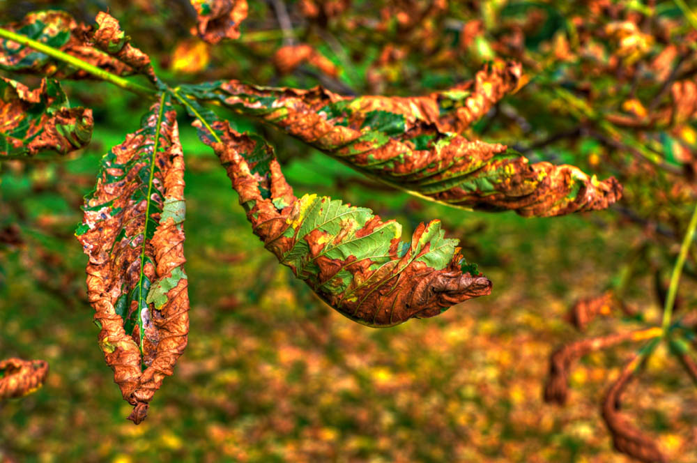 HDR-Berggarten-8352-Kastanie