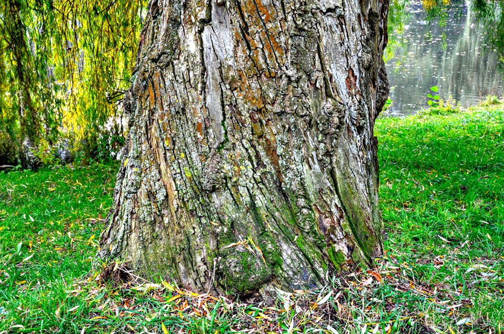 HDR-Georgengarten-11135-_40-_45-_50-_55-Baumstamm