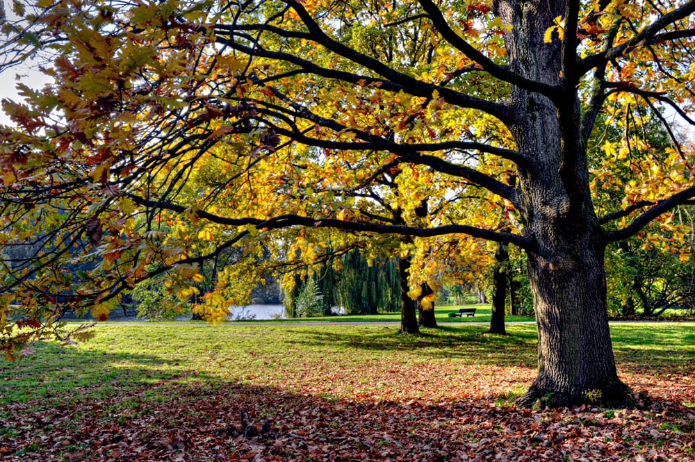 HDR-Georgengarten-11355-_60-_65-Baum