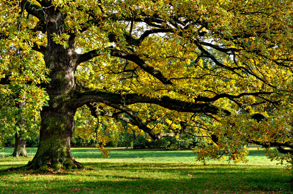 HDR-Georgengarten-11400-_05-_10-Baum