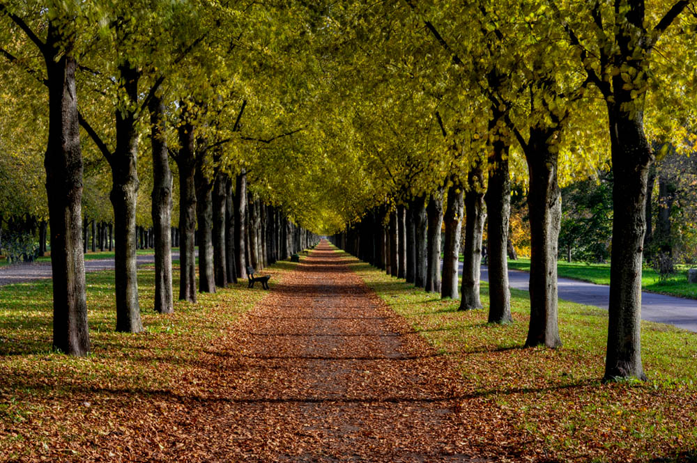 HDR-Georgengarten-12095-_100-_105-_110-_115-Allee