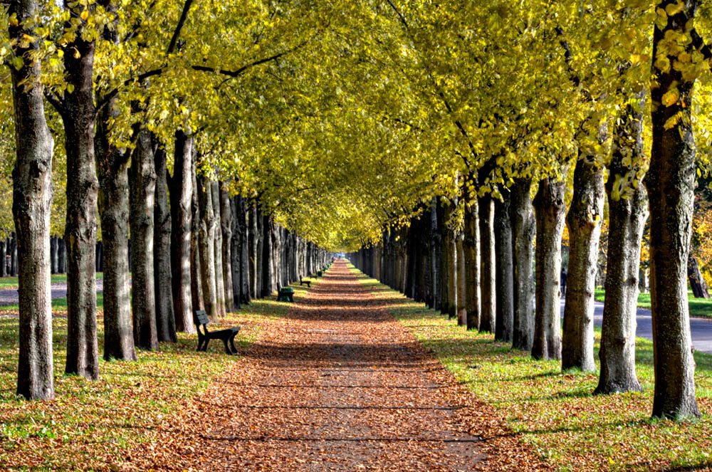 HDR-Georgengarten-12120-_25-_30-_35-_40-Allee