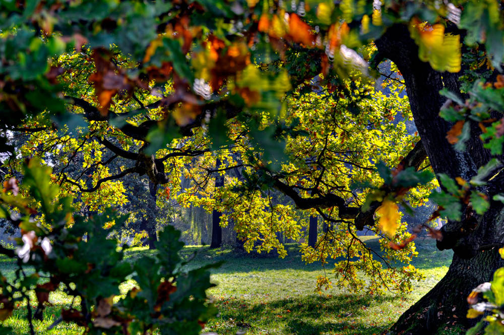 HDR-Georgengarten-20101013-7595-_600-_605-_610-_615-Baum