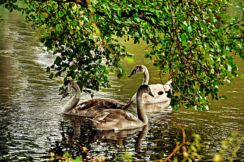 HDR-Georgengarten-7295-_300-_305-_310-_315-Schwaene