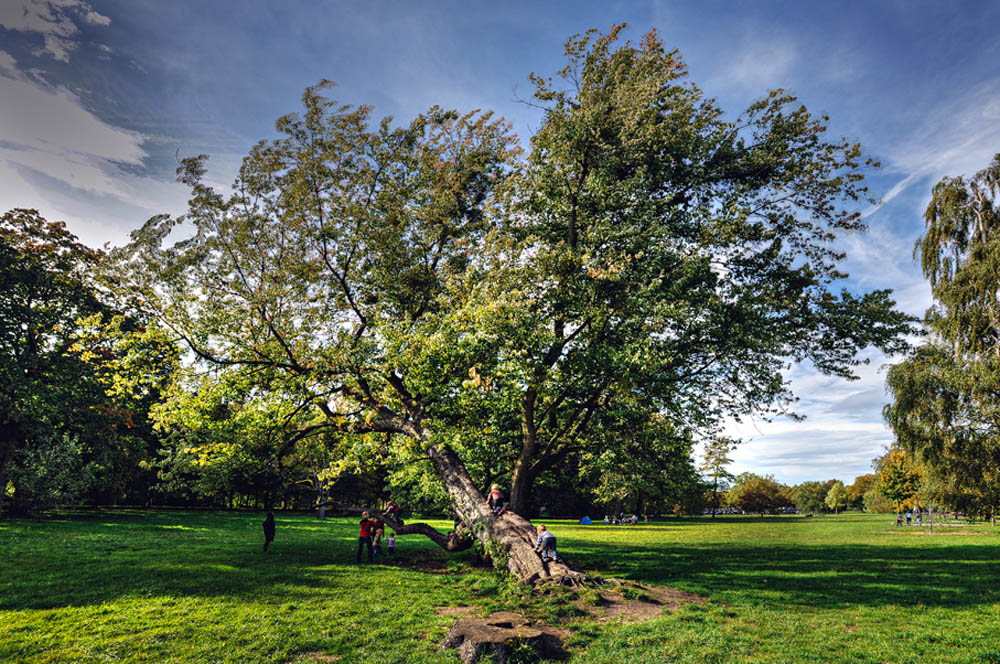 HDR-Georgengarten-7768-Baum-1e