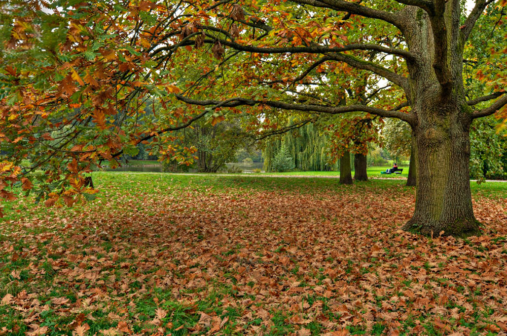HDR-Georgengarten-9774_5_6_7_8-Baum