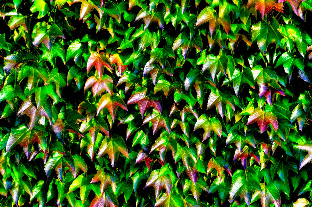 HDR-Grosser-Garten-12295-_300-_305-Blaetter