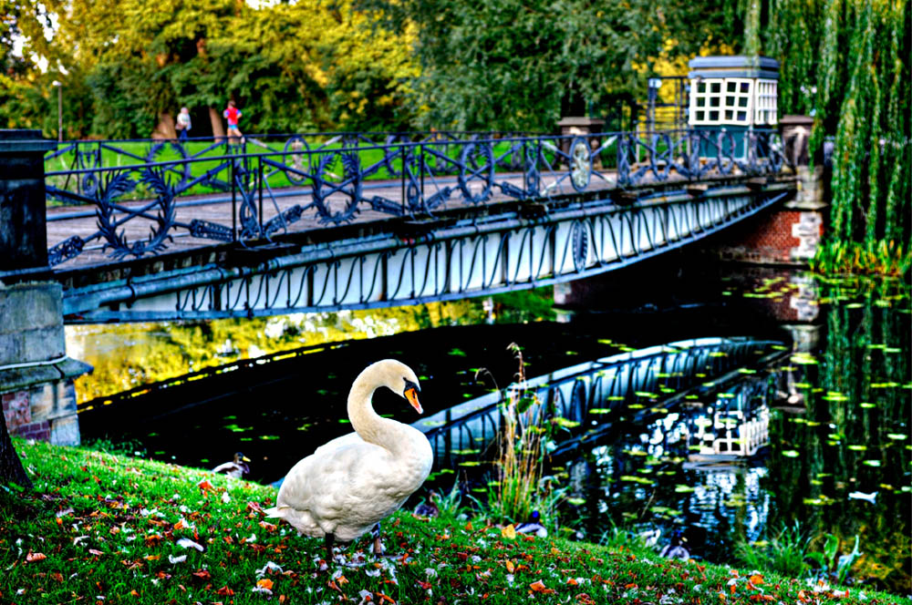 HDR-Grosser-Garten-6445-Schwan