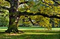 HDR-Georgengarten-10485-_490-_495-_500-_505-Baum