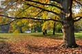 HDR-Georgengarten-11285-_290-_295-_300-_305-Baum