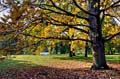 HDR-Georgengarten-11355-_60-_65-Baum