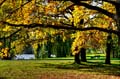 HDR-Georgengarten-11370-_75-_80-Baum